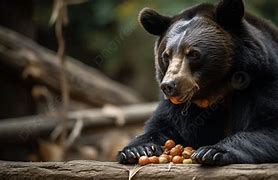 Beruang Madu Makan Nya Apa